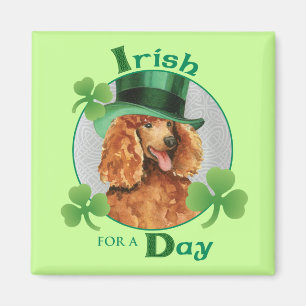 Íman Caniche do dia de St Patrick