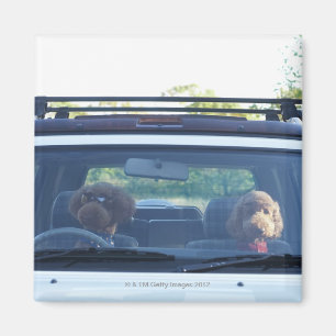 Íman caniche padrão 4