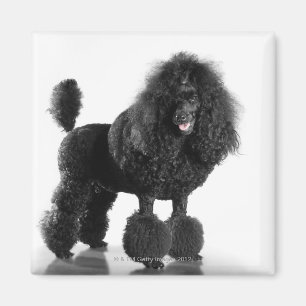 Íman Caniche preta aparada
