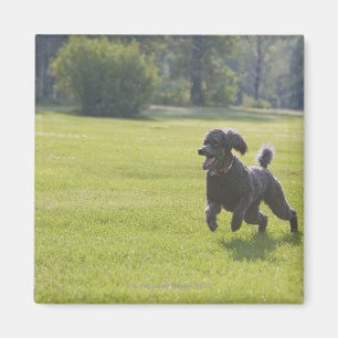 Íman Caniche que joga o frisbee