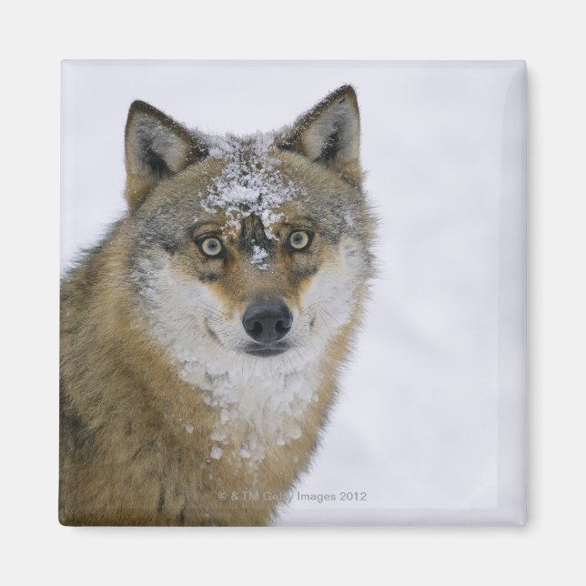 Íman Canis lupus, Olhando para a câmera, Alemanha, Euro (Frente)