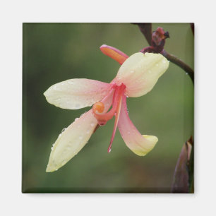 Íman Canna "brio" 1