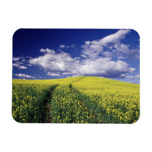 Íman Canola amarela no condado de Whitman, estado de Wa