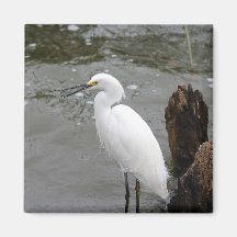 Cantando Snowy Egret