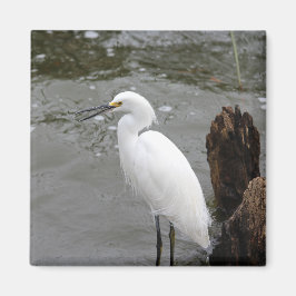 Íman Cantando Snowy Egret