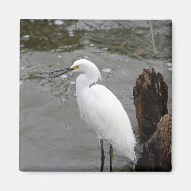 Íman Cantando Snowy Egret (Frente)