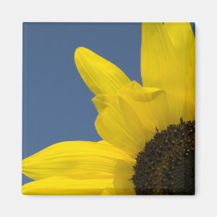Íman Canto amarelo e azul do girassol