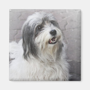 Íman Cão