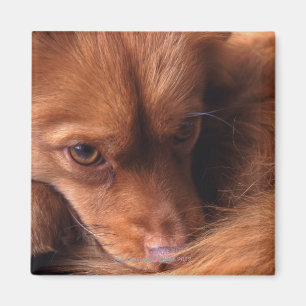 Íman cão