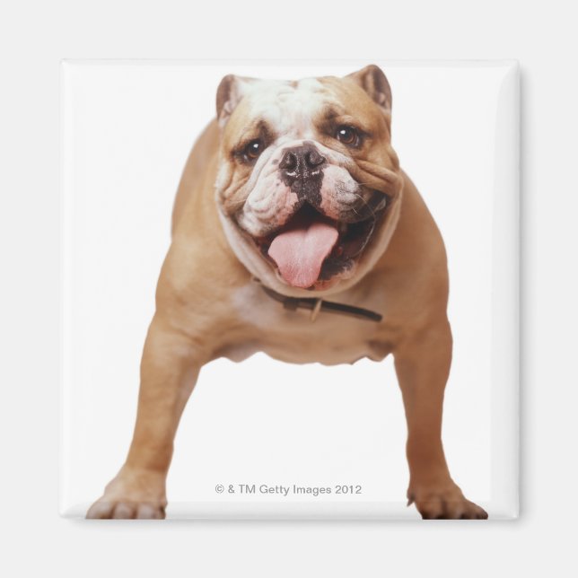 Íman ,cão (Frente)