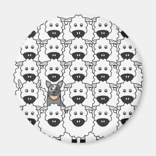 Íman Cão australiano do gado nos carneiros