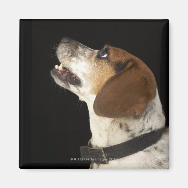 Íman Cão-beagle com perfil de colarinho preto (Frente)