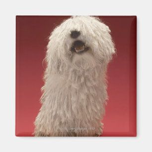 Íman Cão bonito de Komondor
