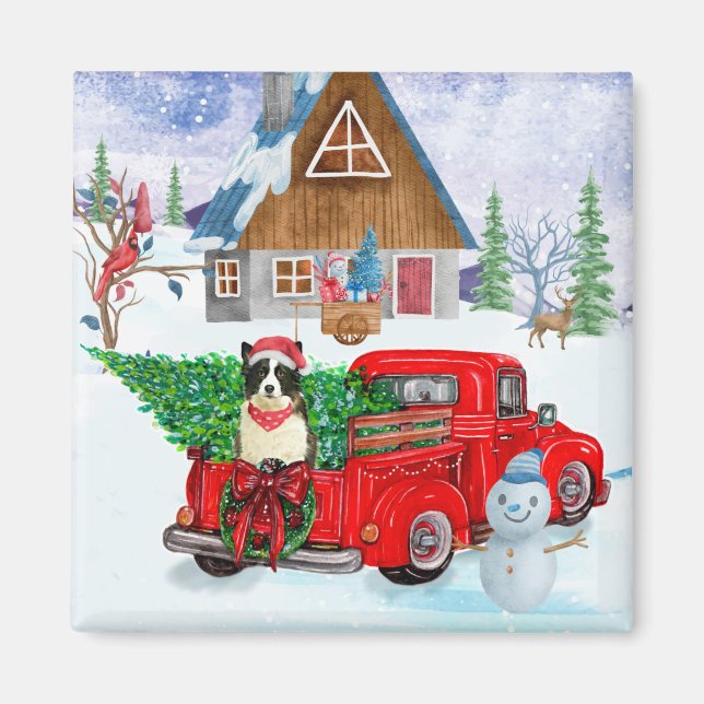 Íman Cão Border Collie em Caminhão de Entrega de Natal  (Frente)