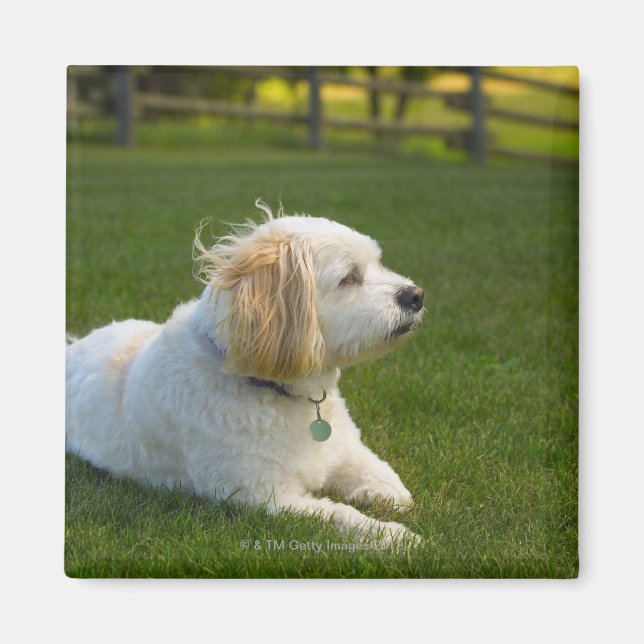 Íman Cão branco (Frente)