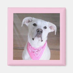 Íman Cão Branco Bonito Vestindo Scarf Rosa