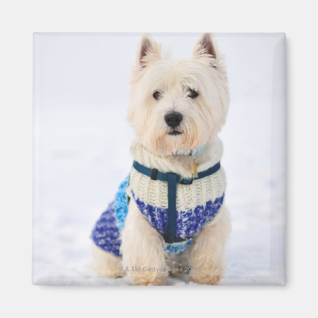 Íman Cão branco com roupas na neve. (Frente)