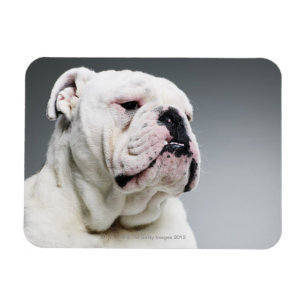 Íman Cão branco de Bull