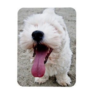 Íman Cão branco do filhote de cachorro feliz, malteese