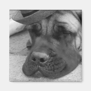 Íman Cão cansado