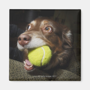 Íman Cão com bola de tênis