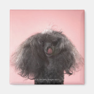 Íman Cão com cabelo na frente da cara e da língua par