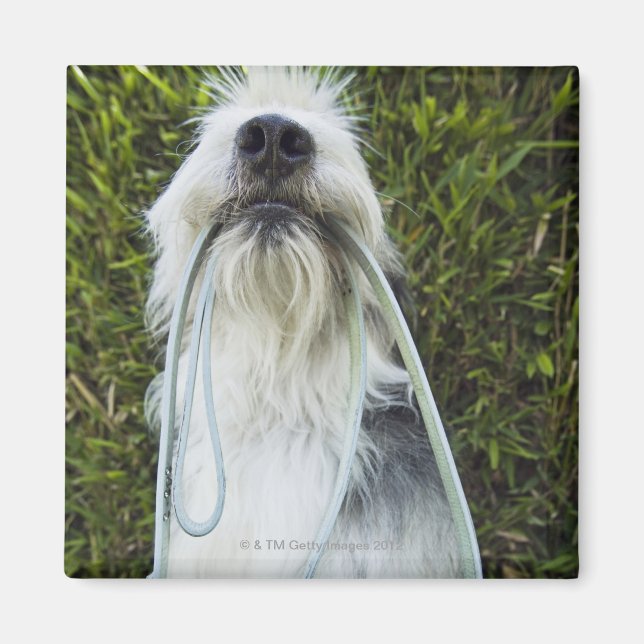Íman Cão com coleira na boca (Frente)