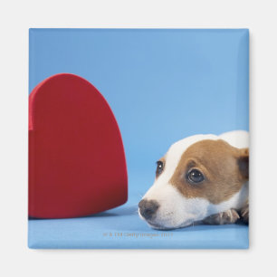 Íman Cão com coração