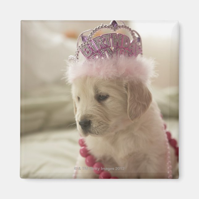 Íman Cão com decoração na cama (Frente)