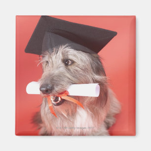 Íman Cão com mortarboard e diploma