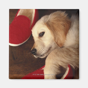 Íman Cão com os calçados que encontram-se no assoalho