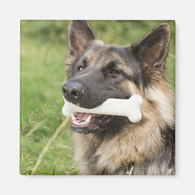 Íman Cão com osso (Frente)