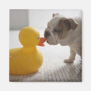 Íman Cão com pato plástico