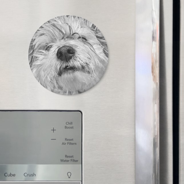 Íman Cão Coton de Tulear (In Situ (Fridge))