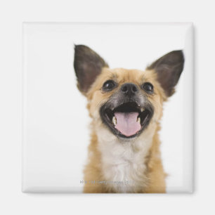 Íman Cão da ânsia