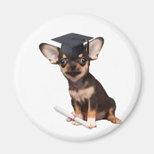Íman Cão da chihuahua da graduação