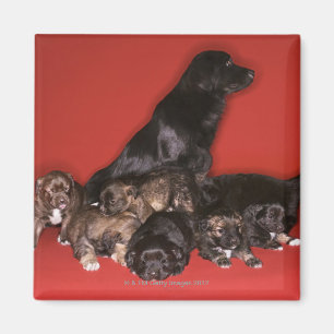 Íman Cão da mãe com filhotes de cachorro