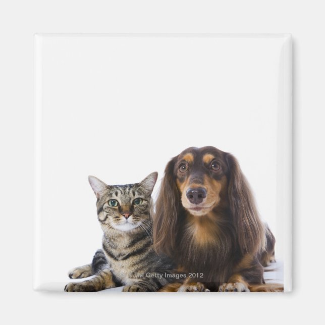 Íman Cão (Dachshund) e gato (gato japonês) em branco (Frente)
