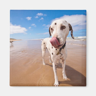 Íman Cão Dalmatian na praia