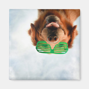 Íman Cão das imagens   de Getty com vidros
