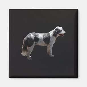 Íman Cão de Água Português