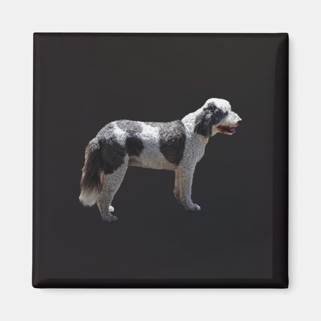Íman Cão de Água Português (Frente)