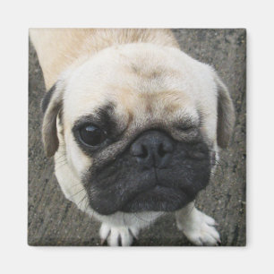Íman Cão de Bauwk… Soi, Tailândia