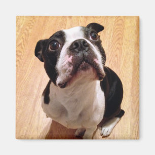 Íman Cão de Boston Terrier