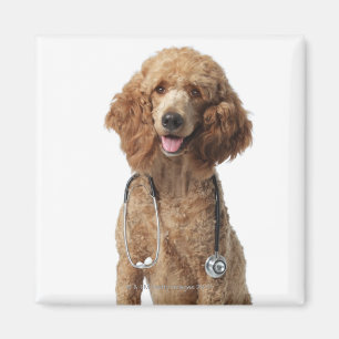 Íman Cão de caniche dourado que veste um estetoscópio