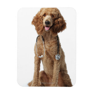 Íman Cão de caniche dourado que veste um estetoscópio