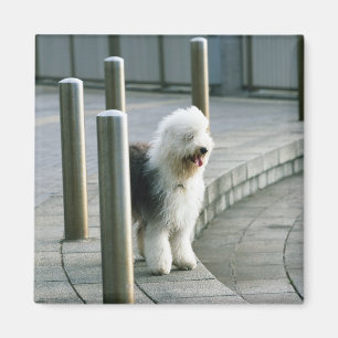 Íman Cão de carneiros inglês velho 2