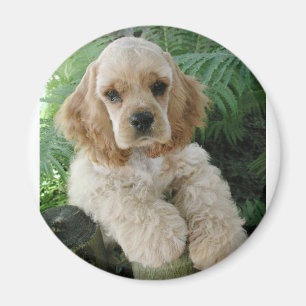 Íman Cão de cocker spaniel do americano e a samambaia