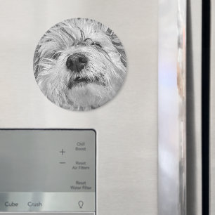Íman Cão de Coton de Tulear