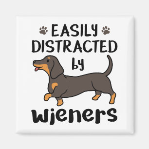 Íman Cão de Dachshund facilmente distraído por saltad
